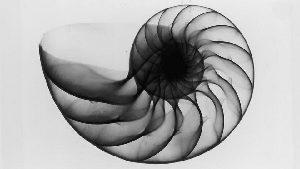 Nautilus